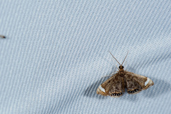 Eugauria albidentata