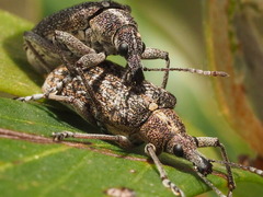 Pachyura australis