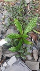 Cirsium japonicum australe