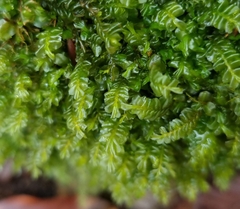 Plagiochila asplenioides