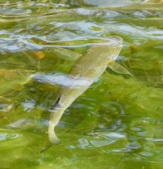 Aldrichetta forsteri