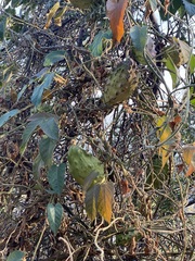 Gonolobus grandiflorus