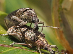 Pachyura australis