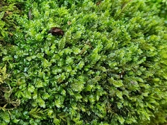 Plagiochila asplenioides