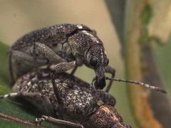 Pachyura australis