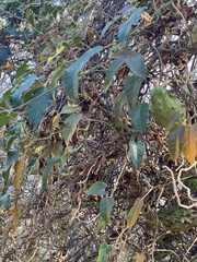 Gonolobus grandiflorus