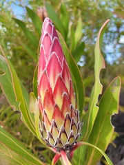 Protea obtusifolia