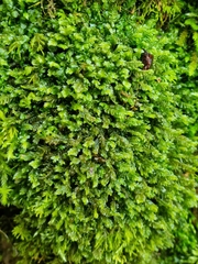 Plagiochila asplenioides