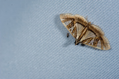 Glyphodes duplicalis