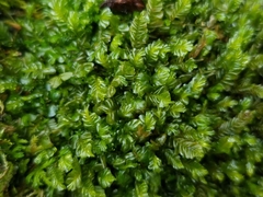 Plagiochila asplenioides