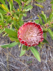 Protea obtusifolia