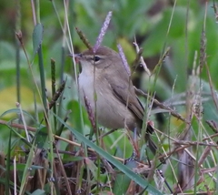 Iduna caligata