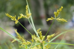 Cyperus iria