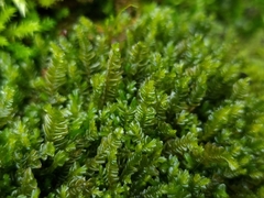 Plagiochila asplenioides