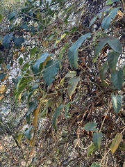 Gonolobus grandiflorus