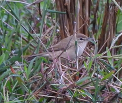 Iduna caligata