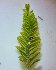 Plagiochila asplenioides