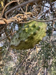 Gonolobus grandiflorus