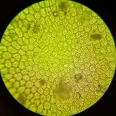 Plagiochila asplenioides