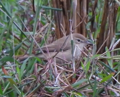 Iduna caligata