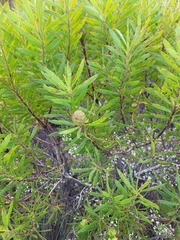 Leucadendron coniferum