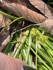 Carex umbellata