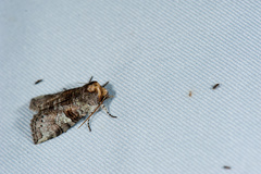 Nothoploca endoi
