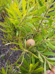 Leucadendron coniferum