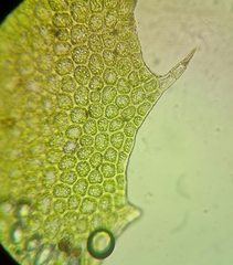 Plagiochila asplenioides