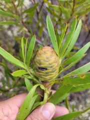 Leucadendron coniferum