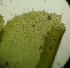 Plagiochila asplenioides