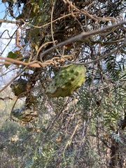 Gonolobus grandiflorus