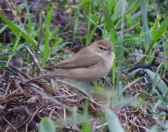 Iduna caligata
