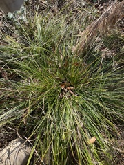 Carex umbellata
