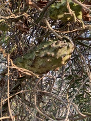 Gonolobus grandiflorus