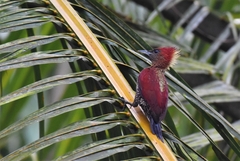 Chrysophlegma miniaceum