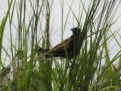 Centropus bengalensis