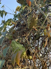 Gonolobus grandiflorus