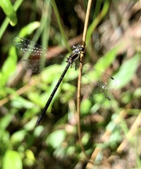 Argiolestidae