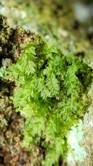Mnium stellare