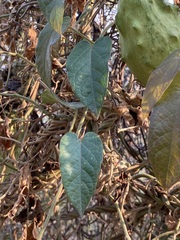 Gonolobus grandiflorus