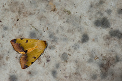 Ophiusa tirhaca
