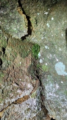 Mnium stellare