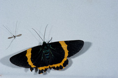 Milionia zonea pryeri