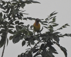 Emberiza bruniceps