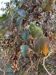 Gonolobus grandiflorus