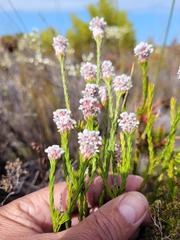 Spatalla ericoides