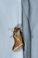 Habrosyne indica formosana