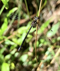 Argiolestidae