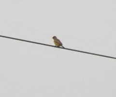 Emberiza bruniceps
